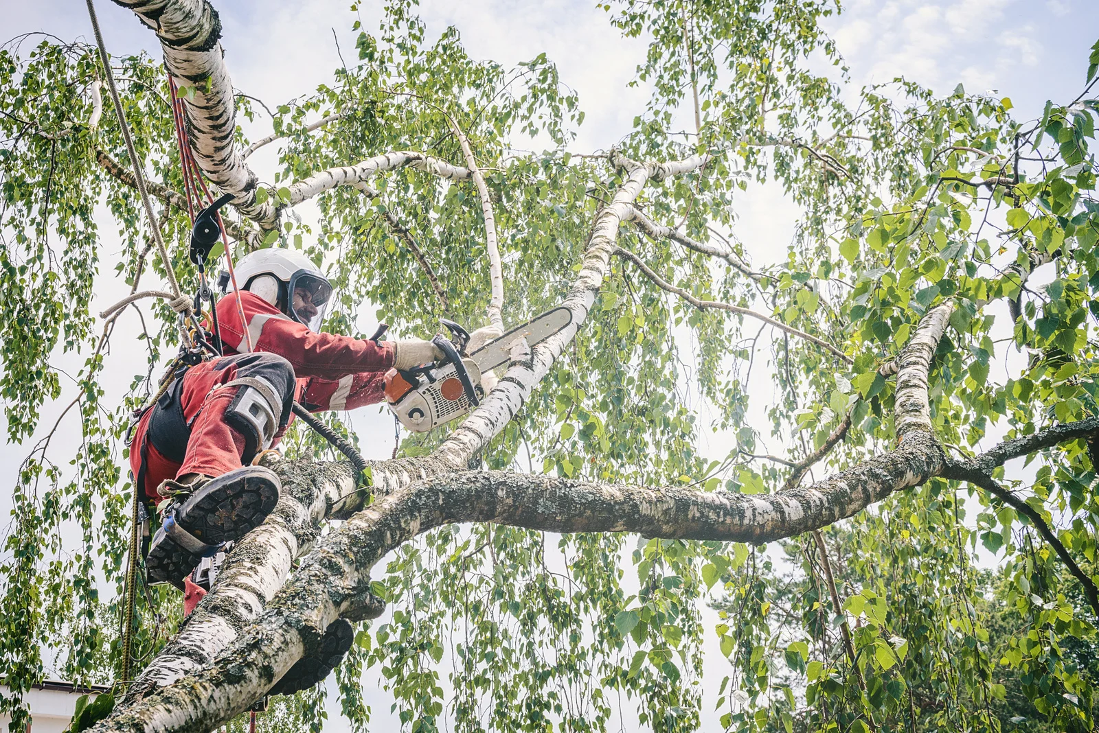 Tree Service Near Me in Naperville